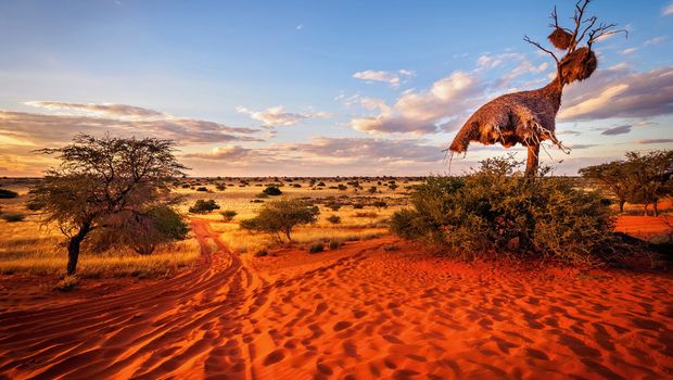 Nest von Webervögeln, Kalahari Wüste